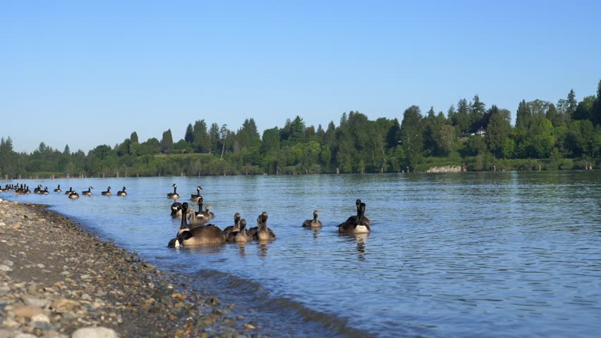 Large Group Of Canada Goose Swimming In The Fraser River In Daytime. - wide
