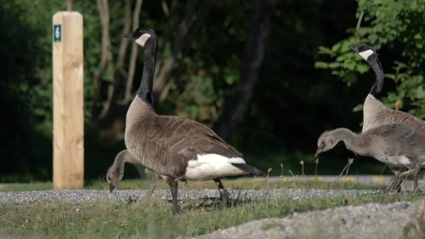 Pair Of Canadian Goose With Gosling Pecking Food In The Ground. - close up