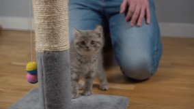 Happy cute pet and person play with toy on rope, kitten catches toy mouse. Stuff for domestic cats. Man showing cat toy at home. Scottish straight kitty gray with stripes jumping on scratching post. - Powered by Shutterstock - Get 15% off with code: PIKWIZARD15