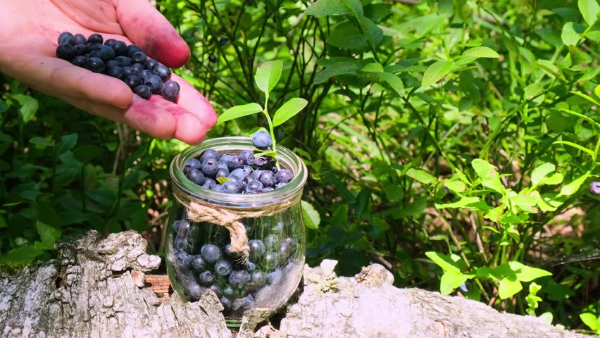 Man picking berries, process of collecting harvesting into glass jar in the forest. Bush of ripe wild blackberry in summer. Concept of organic locally grown blueberries, Seasonal bilberry countryside