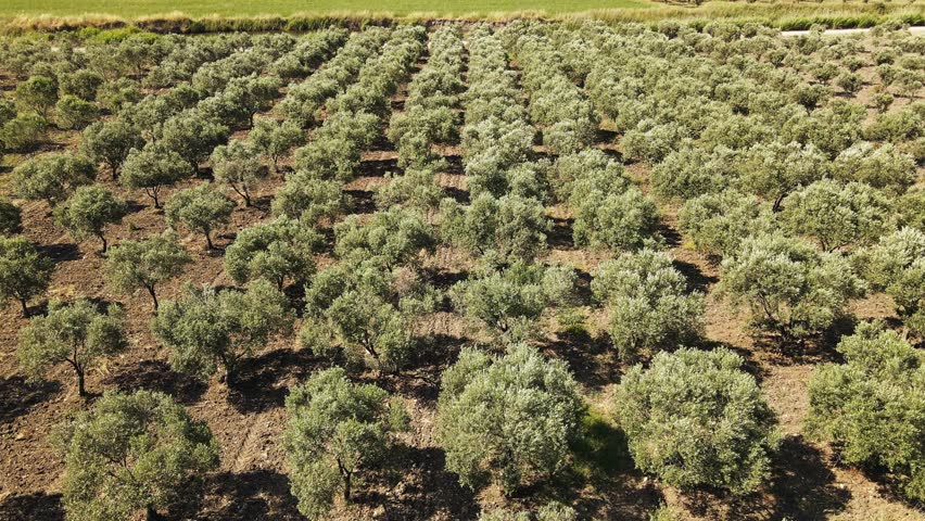 Olive trees plantation for the production of table olive oil, aerial view Royalty-Free Stock Footage #1108310209