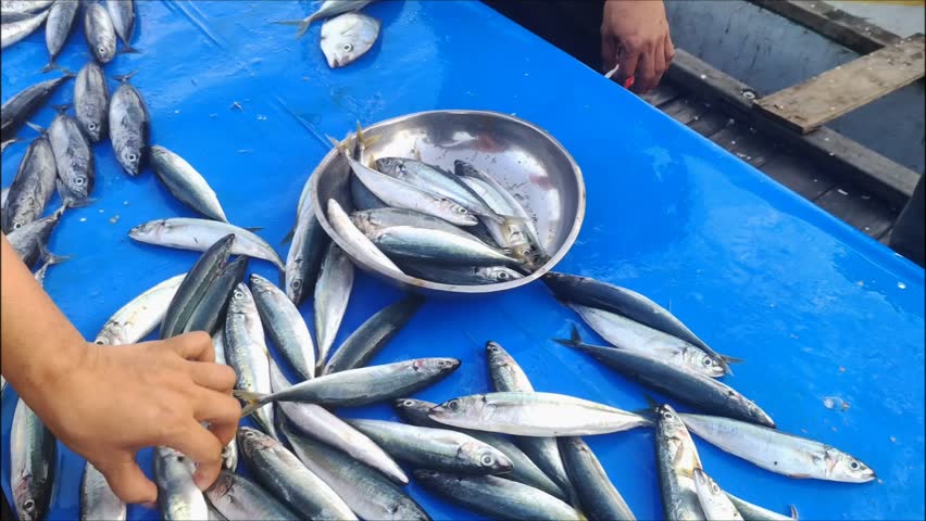 Video footage of people's hands selecting fresh fish at the market. transaction concept | Shutterstock HD Video #1108311165