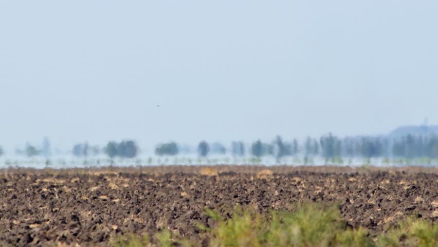 Mirage above farmland in scorching heat. Abnormal heat creates amazing optical phenomenon - mirage. Trees on horizon seem to be floating in water. Global warming and climate change concept video Royalty-Free Stock Footage #1108320791