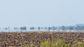 Mirage above farmland in scorching heat. Abnormal heat creates amazing optical phenomenon - mirage. Trees on horizon seem to be floating in water. Global warming and climate change concept video