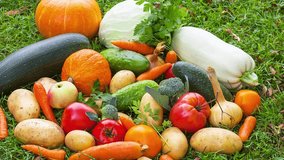 Video of freshly picked organic vegetables on green lawn with fallen leaves on sunny autumn day. Healthy vitamin food. Concept of autumn works in garden. Flat lay, closeup, top view, mock up