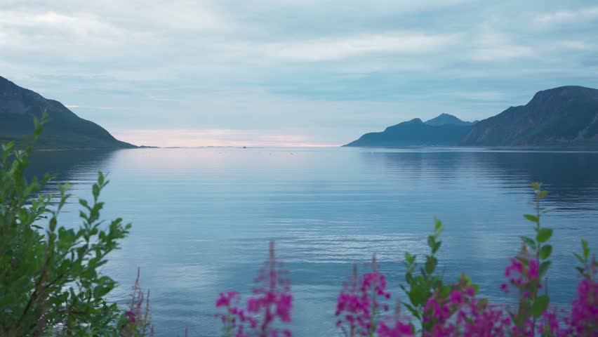Rosebay Willowherb Flowers With Calm Waters In The Background In Norway. - wide Royalty-Free Stock Footage #1108325825