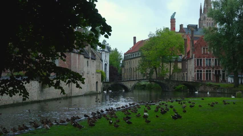 Bruges Belgium medieval town canal water ducks birds resting sleeping green grass bank scenic view travel tourism Flanders european historic architecture bridge old ancient summer nature landscape peaceful city park