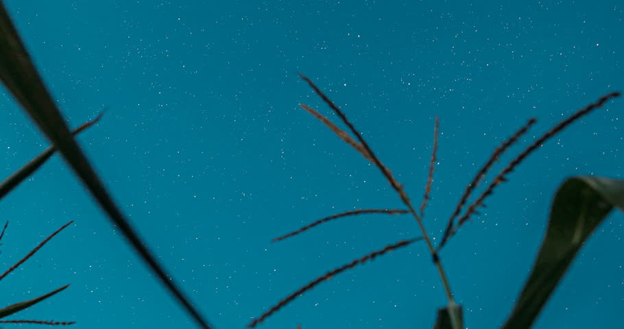 Spin Trails Of Stars Above Maize Corn Field Plantation. 4k Hyperlapse Night Starry Sky Glowing Milky Way Stars And Meteoric Track Trails Above Maize Corn Field In Summer Agricultural Season Cornfield