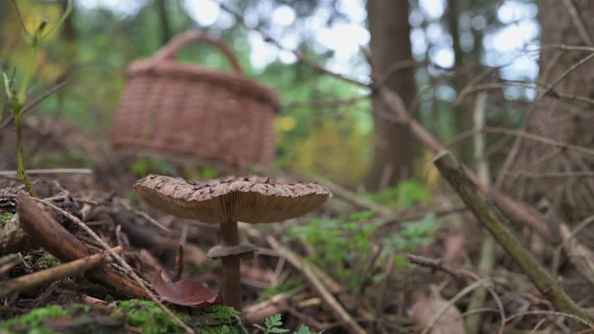 In this autumnal setting, a hand reaches down to pick a parasol mushroom (Macrolepiota procera) that's hidden in the grass. A wicker basket sits nearby, suggesting a fruitful foraging session. Royalty-Free Stock Footage #1108329587