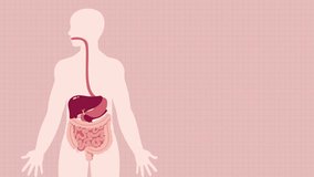 Digestive System Educational Video in Red Pink Illustrative Style.mp4
Human digestive system.
See and know it...