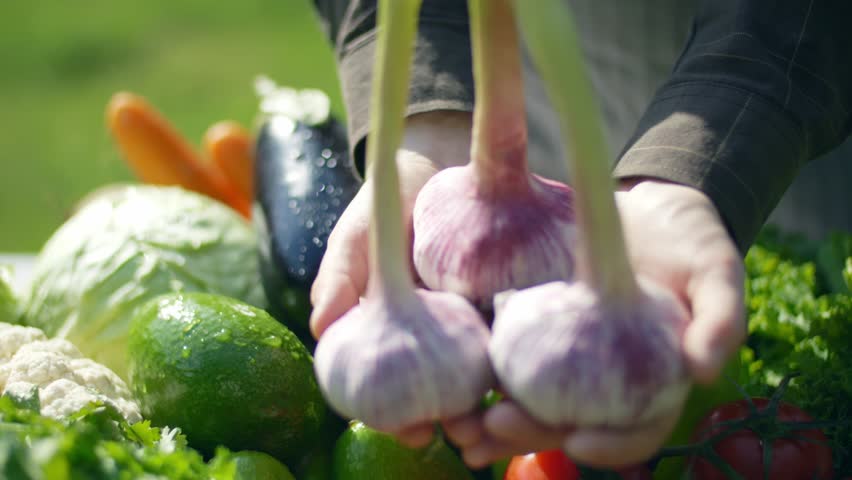 Colorful vegetables in hands close up. fresh ripe garlic harvest. healthy food ingredients for cooking. veg box delivery. vegetable crops in autumn | Shutterstock HD Video #1108332683