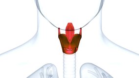 Human Respiratory System Larynx and Pharynx Anatomy Animation Concept. 3D