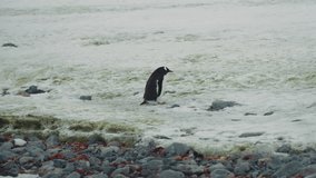 Lone penguin in Antarctica. Wildlife in Antarctica. Animals in the wildlife.