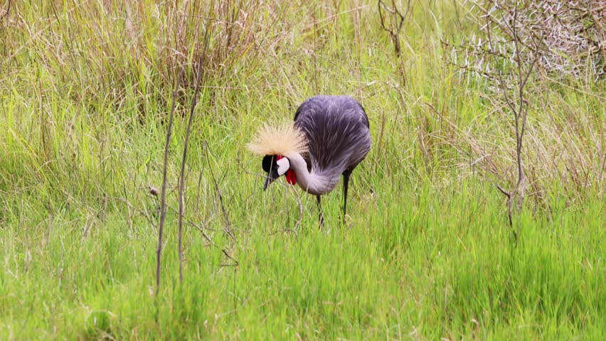 Crowned Crane (balearica regulorum) in Arusha National Park, Tanzania, East Africa

