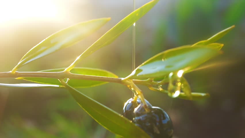 Olive oil, agriculture and rural development. olive tree with green ripe olives in an olive grove slow motion video. Green olive trees lit by the rays of the sun.  | Shutterstock HD Video #1108334807