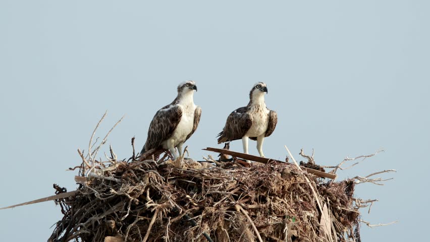 A pair of Osprey perched on nest at Hawar island Bahrain