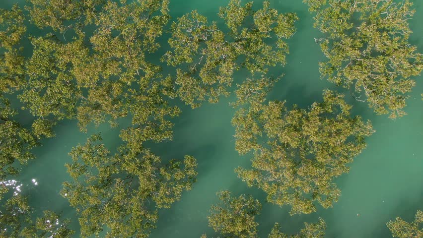 Aerial Birds Eye View Ascending Above The Mangroves Of Broome, Western Australia.