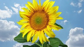 Yellow Sunflower Blooming on a Clouds Time Lapse Background in Timelapse. Agriculture Theme for Oil and Food Production. Macro Time Lapse Opening Sunflower Head - Powered by Shutterstock - Get 15% off with code: PIKWIZARD15