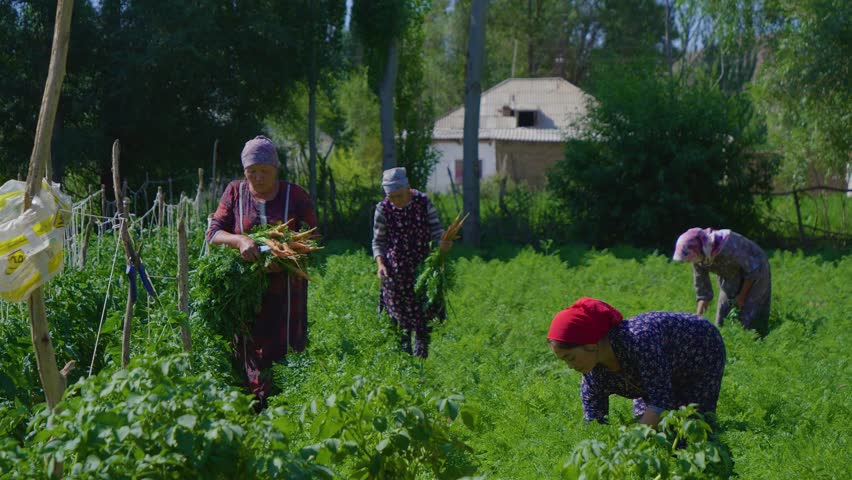 Workers harvest carrots and carry them away