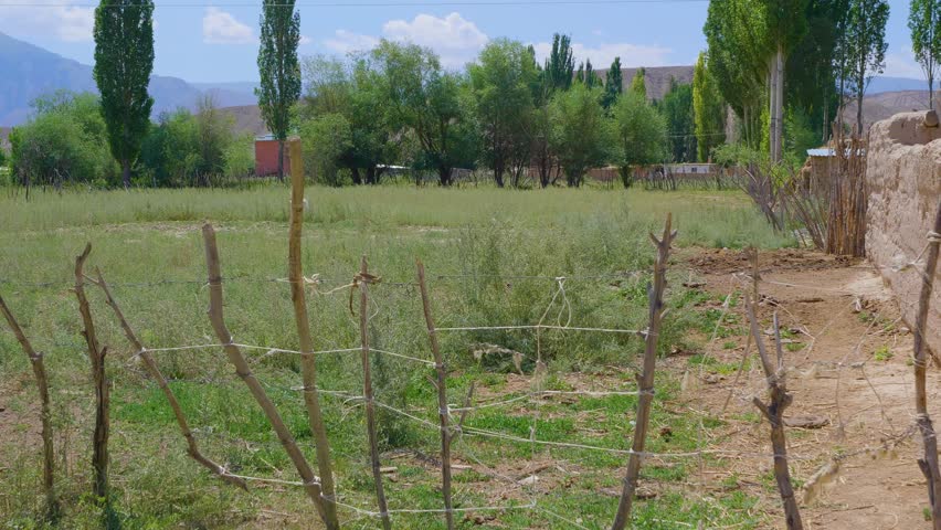 Green garden with plants and trees