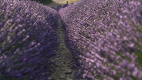 Close-up video between two rows of lavender. Lavender fields of the Valensole plateau in the south of France, Provence.