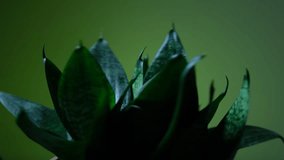 Studio light illuminated green plant rotating 360 degrees on green background, 4k video.