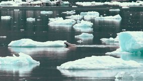 Polar Bear on small iceberg shaking wet fur in polar landscape - Powered by Shutterstock - Get 15% off with code: PIKWIZARD15