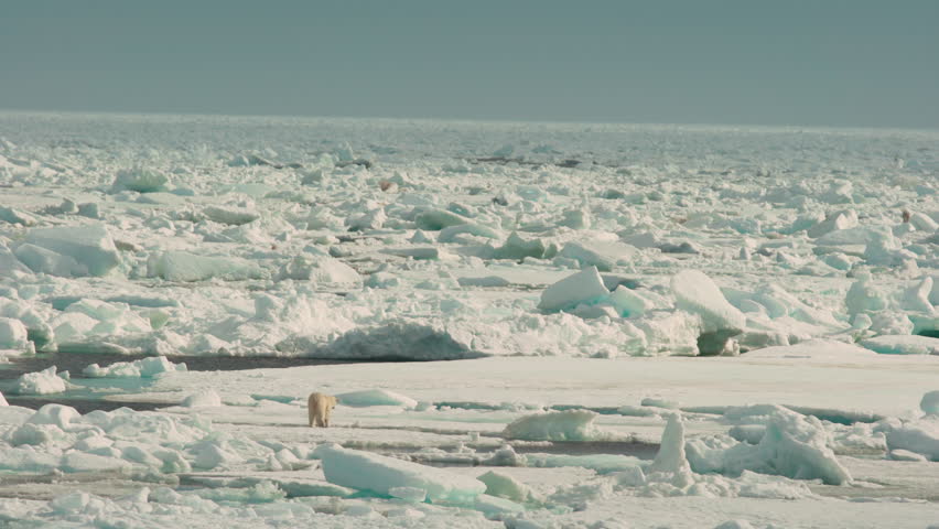 Polar bear walks along sea ice near the North Pole Royalty-Free Stock Footage #1108349555