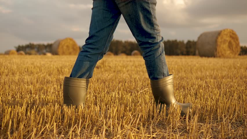Farmer man in rubber boots outdoors in field close up. Working agronomist walk on straw of harvested wheat. Farmer worker goes home after harvesting end of working day Royalty-Free Stock Footage #1108355213