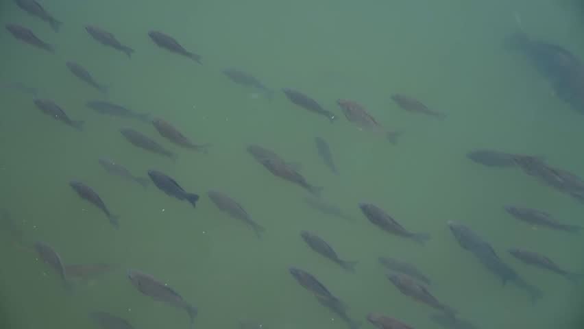 High angle view of school of freshwater fish (mostly carp) swimming in green lake water in a sunny day. Soft focus. Real time handheld video. Copy space. Beauty in nature theme. | Shutterstock HD Video #1108355359