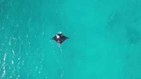 Aerial video of one manta ray swimming in the blue water of Ningaloo reef in Western Australia. Wildlife from above. Beautiful nature.