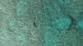 Beautiful aerial video of a little tiger shark swimming in the shallow waters of Ningaloo reef. Young shark in close to the shore under the waves, Exmouth, Western Australia.