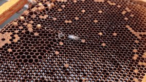 A newborn drone on the honeycomb. Birth of a drone bee 4k video. Apiculture or beekeeping concept handheld footage.