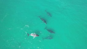 Aerial video of a group of five adults humpback whales playing in the shallow water of Exmouth gulf, Western Australia. 