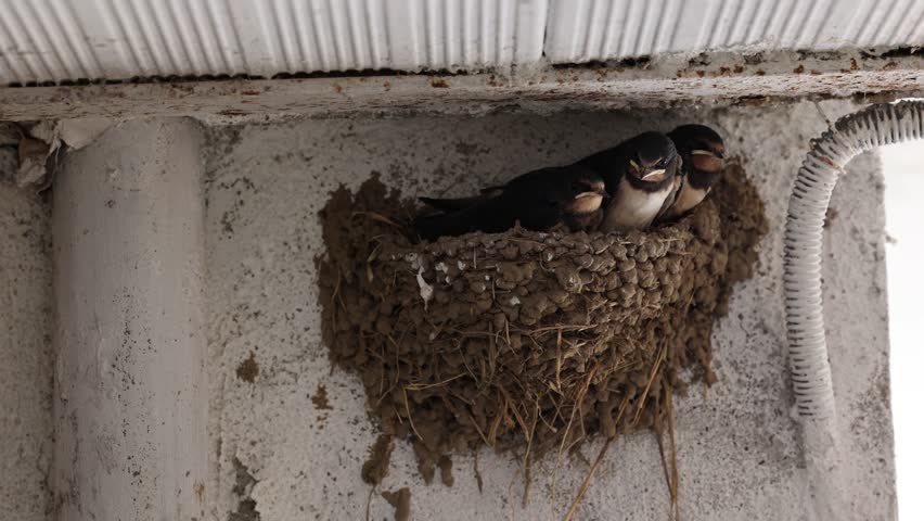 Nest on the roof of a house of swallows with chicks asking for food for their mother. Hirundo rustica, Mud Swallow nest in springtime