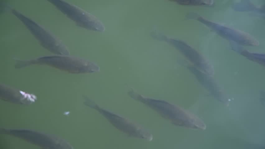 High angle view of school of freshwater fish (mostly carp) swimming in green lake water in a sunny day. Soft focus. Real time handheld video. Copy space. Beauty in nature theme. | Shutterstock HD Video #1108361745