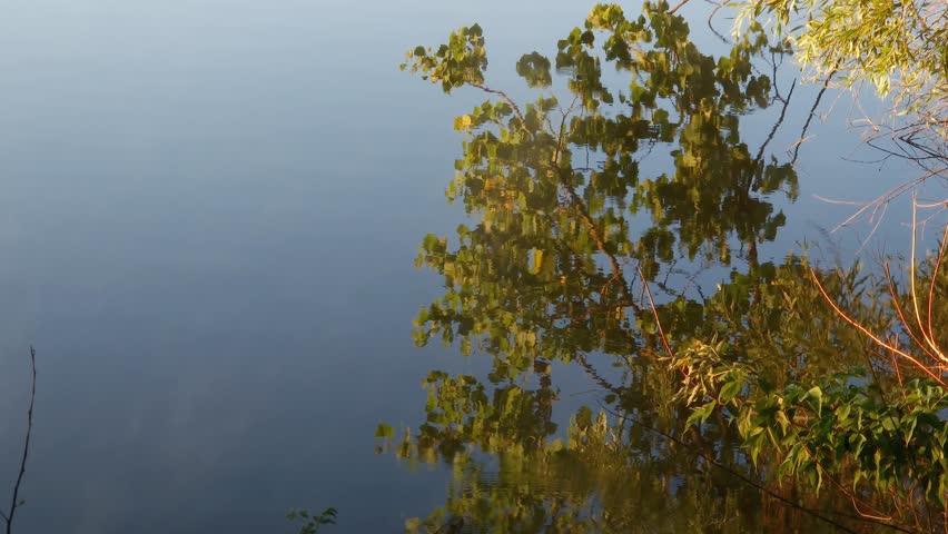 Pond with rising fog and reflection on the water surface of the poplar branches hanging down above the water in sunny morning
