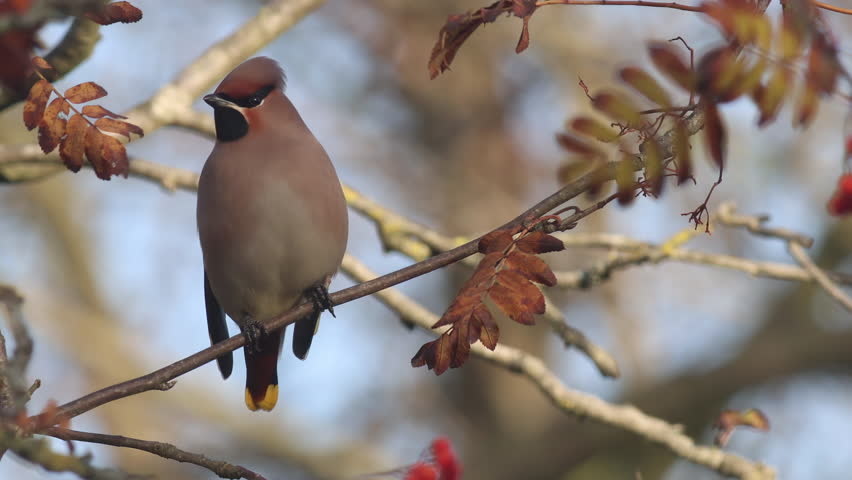 A Bohemian waxwing sitting in a tree in fall