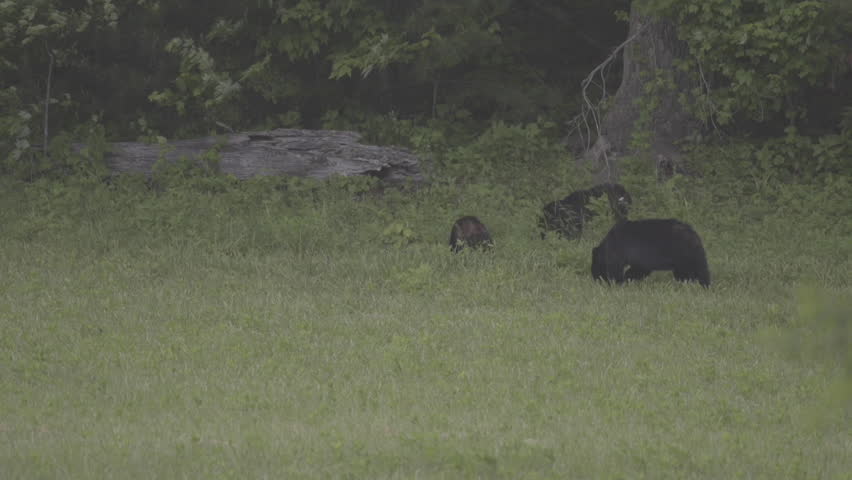 Black Bears feeding in a meadow, Cades Cove, Great Smoky Mountains National Park, Tennessee, US.