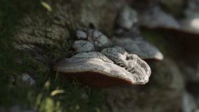 Tinder fungus on a moss covered tree trunk sunset timelapse. Forest mushrooms, nature video clip. Cinematic lighting. Macro close-up. Slow moving camera. Fantasy mood.