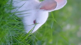 A cute white rabbit is eating grass in a meadow. Vertical video