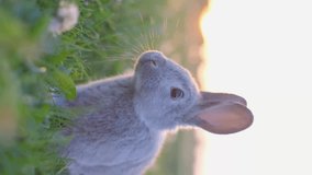 Vertical video of a gray rabbit looking at the camera against the background of the sunset. Vertical