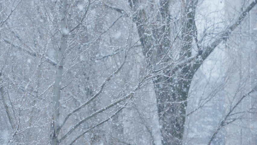 Poetry of winter: Snowfall gives nature tenderness and beauty, making trees look picturesque. Snow falls outside the window. Symphony of Snow: In the video, a real snowfall occurs outside the window