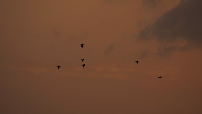 Slow motion silhouette shot of birds flying against the orange sky during the sunset. Migrating birds flies in the sky during sunset. Animal migration background with copy space. Birds fly in sky.