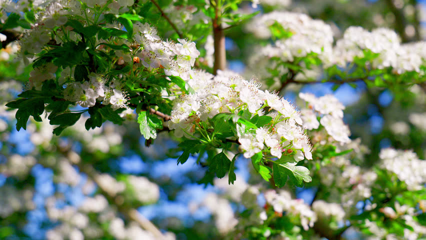 Hawthorn blossom moving gently in the summer breeze. The fragrant pinkish-white hawthorn flowers appear in April and May, so it’s also known as the mayflower. Royalty-Free Stock Footage #1108372887