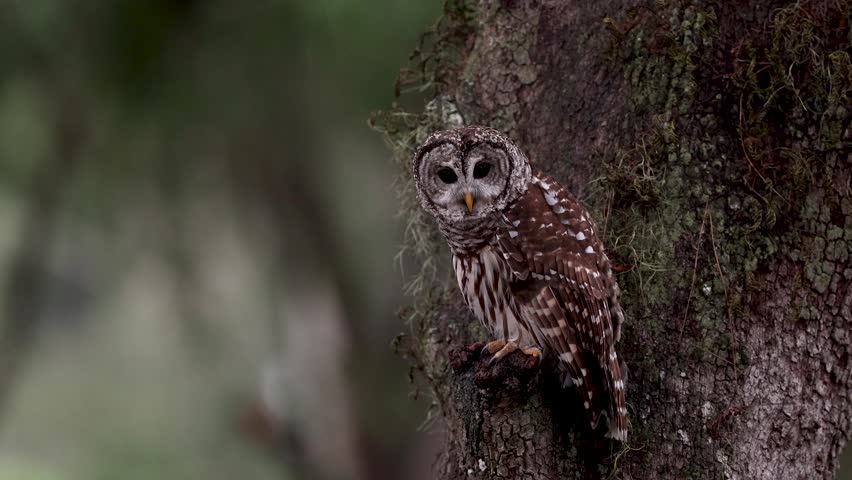 Barred owl in Everglades National Park, Florida 