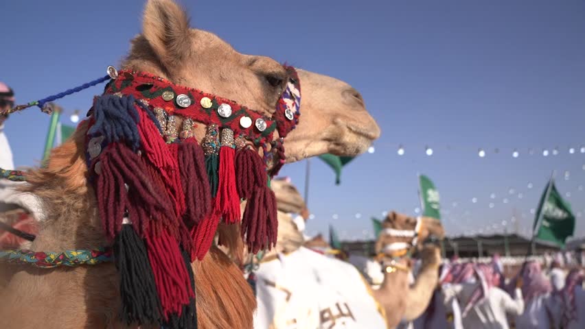Showing the camel season in the Kingdom of Saudi Arabia, Tabuk Royalty-Free Stock Footage #1108374173