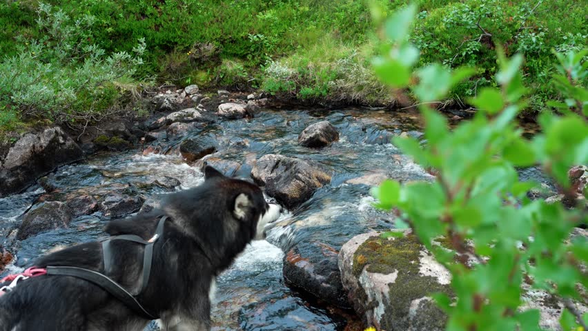 Hiker Refilling His Water Flask In The Stream With His Pet Dog. - static