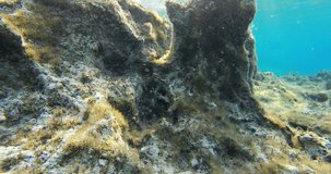 Underwater landscape in a reef of the Mediterranean sea with sponge and fish 