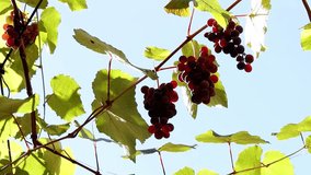 red ripe grapes in the sun video